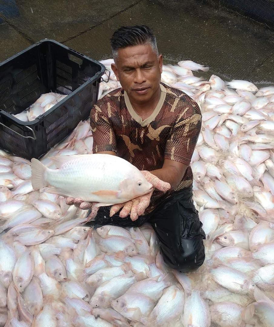 Projek Ternakan Ikan Sangkar Pulau Tiga Jadi Tarikan Pelancongan Dagangnews